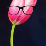 Hipster Tulip