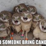 Exited Owls | DID SOMEONE BRING CANDY? | image tagged in amazed owls,exired,joke meme | made w/ Imgflip meme maker