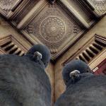 Angry Pigeons