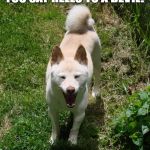 Laughing Shiba Inu | WHAT DO YOU SAY WHEN YOU SAY HELLO TO A DEVIL? HELL-O | image tagged in laughing shiba inu | made w/ Imgflip meme maker