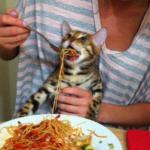 cat eating spaghetti meme