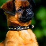 Impressed Petit Brabancon