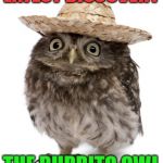 sombrero owl | LATEST DISCOVERY; THE BURRITO OWL | image tagged in sombrero owl | made w/ Imgflip meme maker