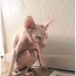 Hairless Cat