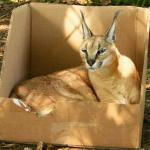 Lynx Box