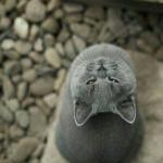 grey cat looking upside down