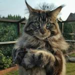 Maine Coon Cat on a post