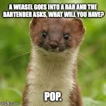 No Weason Weasel | A WEASEL GOES INTO A BAR AND THE BARTENDER ASKS, WHAT WILL YOU HAVE? POP. | image tagged in no weason weasel,funny,pun | made w/ Imgflip meme maker