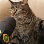 angry cat interviewed
