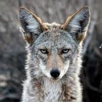 Coyote