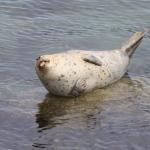 Seal raz