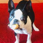 Boston Terrier Food