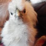 Disapproving Chicken
