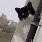 Interested Window Cat