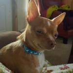 Skeptical Chihuahua