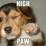 puppy | HIGH; PAW | image tagged in puppy | made w/ Imgflip meme maker