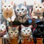 Cat Racks