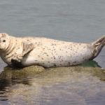 Cute seal pup