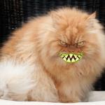 Angry Cat Smiling meme