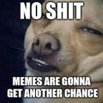 no shit dog | NO SHIT; MEMES ARE GONNA GET ANOTHER CHANCE | image tagged in no shit dog | made w/ Imgflip meme maker