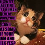 MANIPULATIVE CAT | HI SWEET BEAUTIFUL BEST HUMAN EVER! I WUV YOU! CAN I HAZ SOME OF YOUR HAM AND MILK YES? | image tagged in manipulative cat | made w/ Imgflip meme maker