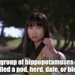Thuy Trang | A group of hippopotamuses is called a pod, herd, dale, or bloat. | image tagged in thuy trang | made w/ Imgflip meme maker