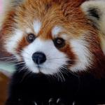 RedPanda