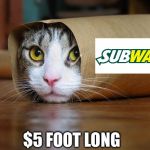 In and out is not the only place you can order “animal style” | $5 FOOT LONG | image tagged in cute and funny animal pictures 6 | made w/ Imgflip meme maker