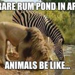 lion and zebra | THE RARE RUM POND IN AFRICA; ANIMALS BE LIKE... | image tagged in lion and zebra | made w/ Imgflip meme maker