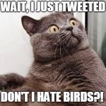 surprised cat | WAIT, I JUST TWEETED; DON'T I HATE BIRDS?! | image tagged in surprised cat | made w/ Imgflip meme maker