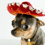 mexican Chihuahua meme