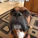 Boxer Issues... | WHAT DO YOU MEAN WE'RE OUT OF; BEGGIN STRIPS? | image tagged in skeptical boxer | made w/ Imgflip meme maker