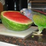 Parrot melon