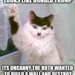 Hitler cat | OH LOOK I FOUND A CAT THAT LOOKS LIKE DONALD TRUMP; ITS UNCANNY THE BOTH WANTED TO BUILD A WALL AND DESTROY THE LIVES OF MINORITIES | image tagged in hitler cat | made w/ Imgflip meme maker