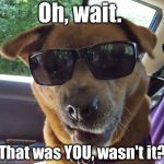 Oh wait.  That was YOU wasn't it? | Oh, wait. That was YOU, wasn't it? | image tagged in tango on a road trip,oh,wait,that was you,wasn't it,sarcastic dog | made w/ Imgflip meme maker