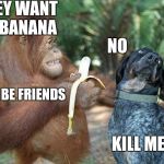 Grumpy dog and Orangutan   | HEY WANT  A BANANA; NO; LET BE FRIENDS; KILL ME | image tagged in dog and orangutan friends,grumpy dog,orangutan,grumpy cat | made w/ Imgflip meme maker