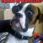 Dog week May 1-8, a Landon_the_memer and NikkoBellic event | THEY DID WHAT AT THE END OF OLD YELLER? | image tagged in suprised boxer,memes,dog week,dogs,old yeller | made w/ Imgflip meme maker