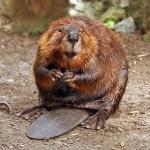 wide open beaver