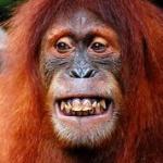 Orangutan  meme
