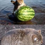 watermelon fat cat meme