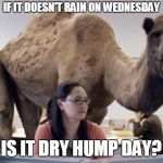 Camel | IF IT DOESN'T RAIN ON WEDNESDAY; IS IT DRY HUMP DAY? | image tagged in camel | made w/ Imgflip meme maker