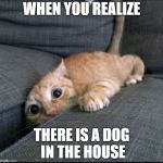 WHEN YOU REALIZE THERE IS A DOG IN THE HOUSE | WHEN YOU REALIZE; THERE IS A DOG IN THE HOUSE | image tagged in when you realize there is a dog in the house | made w/ Imgflip meme maker