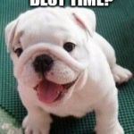  Dog week, May 1-8, a Landon_the_memer and NikkoBellic event! | WHAT KIND OF DOG KEEPS THE BEST TIME? A WATCHDOG | image tagged in bad pun bulldog pup,jbmemegeek,dog week,dogs,dog joke | made w/ Imgflip meme maker