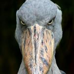 Fed up Stork