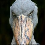 Fed up Stork | FED UP STORK; HAS HEARD ENOUGH OF YOUR MANSPLAINING | image tagged in fed up stork | made w/ Imgflip meme maker