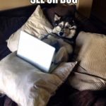 Husky Study | WHEN YOU SEE UR DOG; WATCHING YOUTUBE | image tagged in husky study | made w/ Imgflip meme maker
