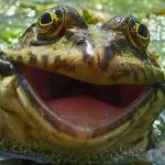 smiling frog