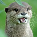 Shocked otter