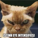 Stink Eye Intensifies | [STINK EYE INTENSIFIES] | image tagged in stink eye intensifies | made w/ Imgflip meme maker