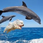 Dolphin Dog